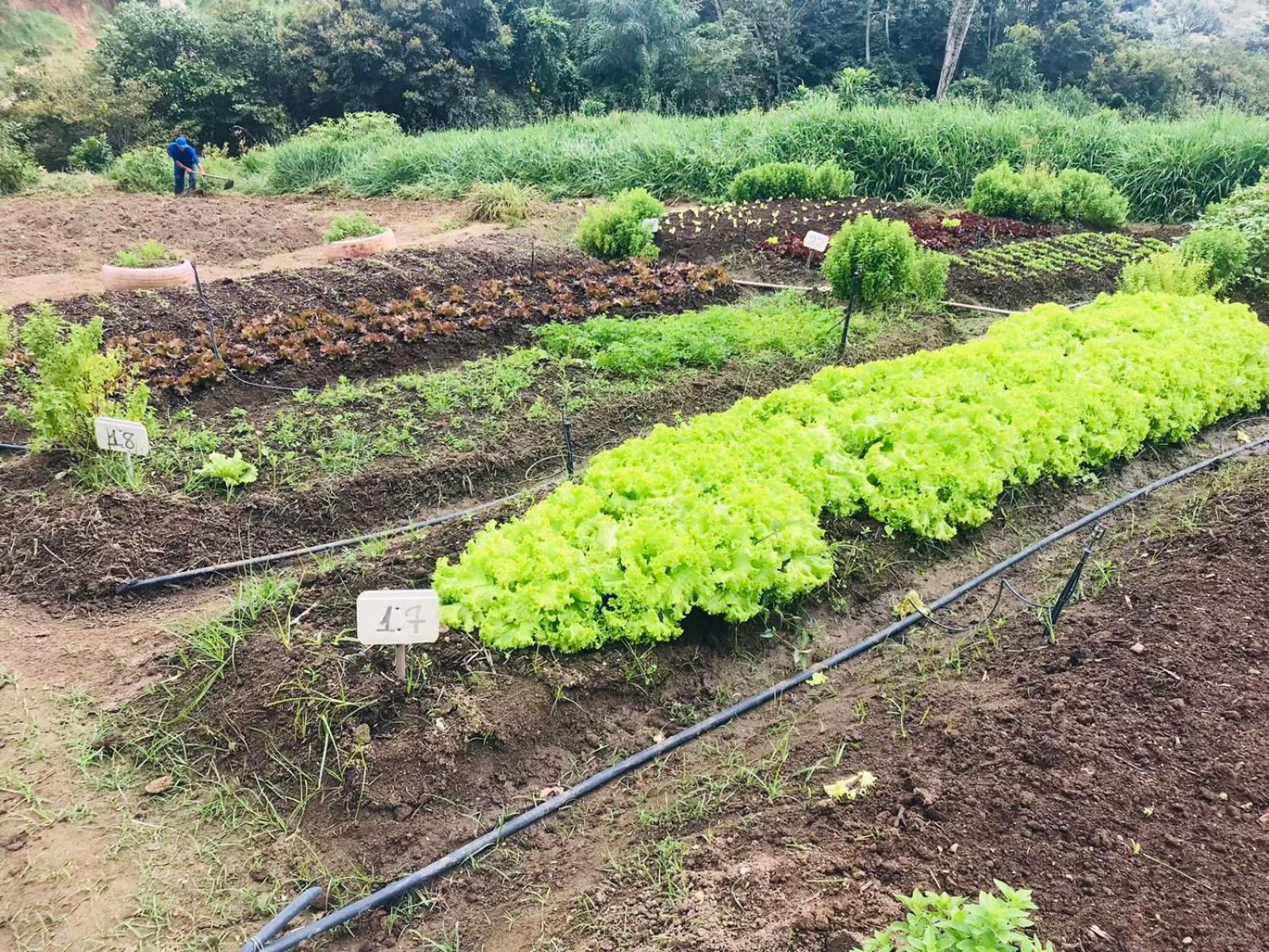 Hotel Fazenda Triunfo アレイア エクステリア 写真